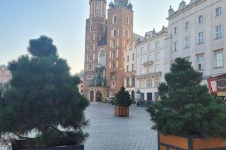Drzewa na Rynku Głównym w Krakowie