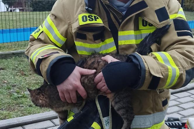 Strażacy z OSP w Międzybrodziu Żywieckim uratowali małego kotka. Zwierzak utknął w studzience kanalizacyjnej.