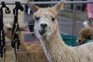 ZooPark już w najbliższy weekend. Będzie ponad tysiąc zwierząt