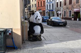 Zakopane ma Chytrego Misia, Toruń Wesołą Pandę, kulturalnie zaczepia turystów