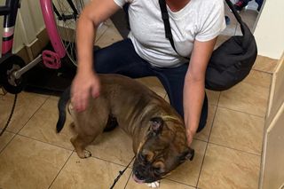 Właścicielka skazała psa na śmierć głodową! Dramatyczna akcja w Warszawie