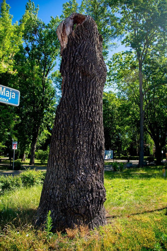 Pień dębu "Wiktora", który pozostał po tym, jak drzewo runęło na ziemię w wyniku wichury