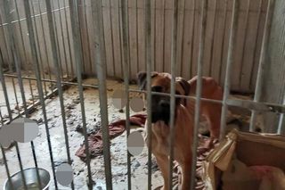 Żyły w katastrofalnych warunkach. Interwencja w hodowli bullmastiffów na Podlasiu