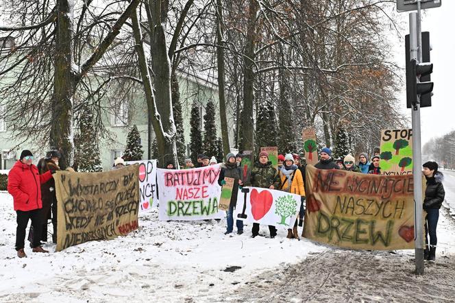 Zostawcie drzewa w spokoju. Mieszkańcy Wołomina protestują przeciwko wycince 