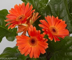 Gerbera