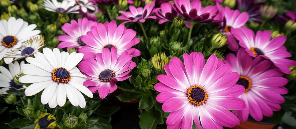 Osteospermum