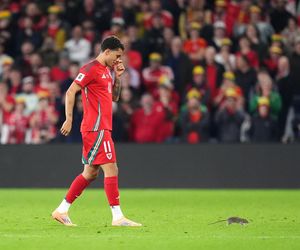 Courtois okiełznał szczura