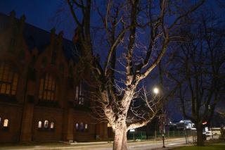 Bydgoszcz oświetla drzewa. Nastała jasność nad wiekowymi kasztanowcami