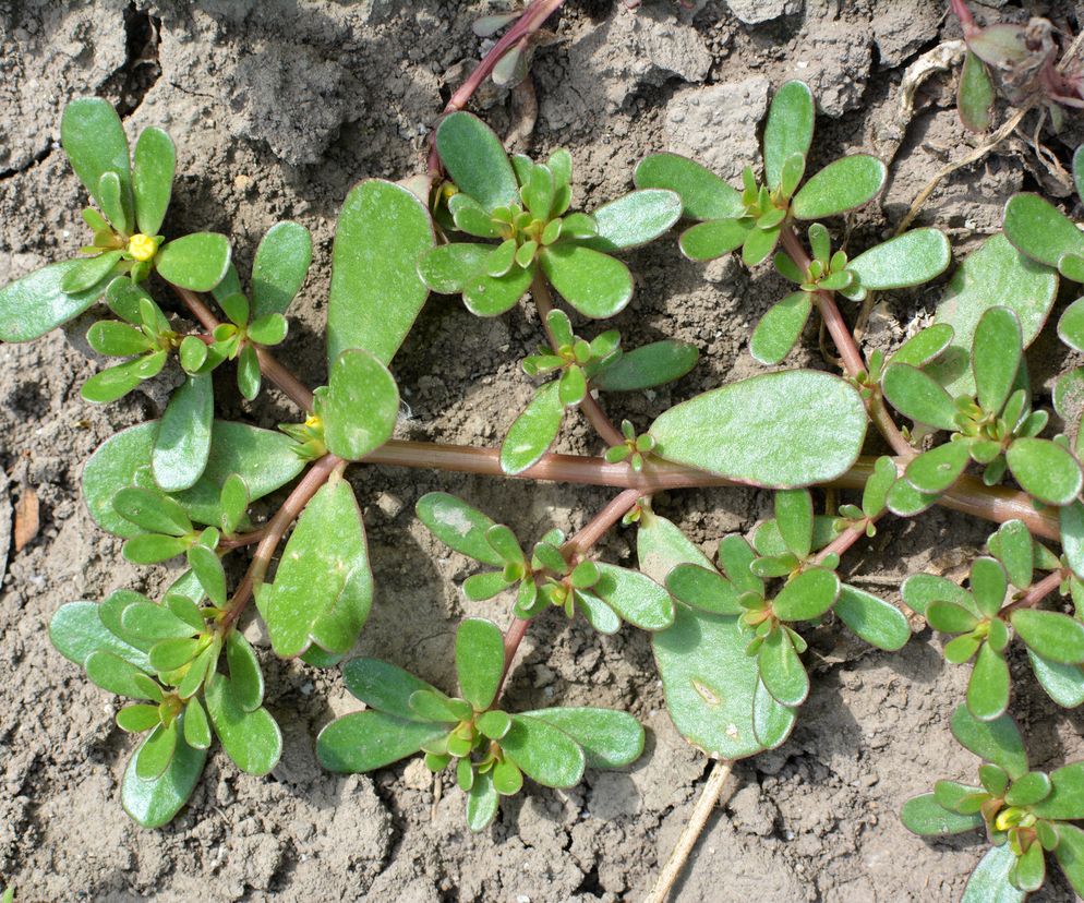 Wspiera trawienie, łagodzi zgagę, smakuje jak szpinak. Ten chwast rośnie tuż za rogiem