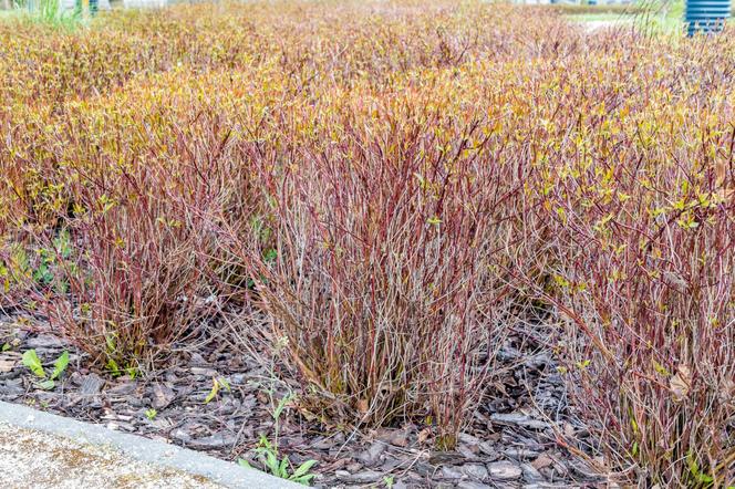 Dereń rozłogowy 'Kelseyi' - Cornus sericea 'Kelseyi'
