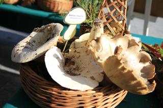 Wystawa „Poznaj grzyby – unikniesz zatrucia” na pl. Teatralnym w Lublinie