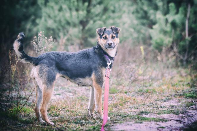 Tinaja czeka na nowy dom. Adoptuj psa ze schroniska w Białymstoku