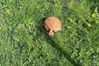 Makabryczne odkrycie w centrum Szczecinka. W wykopie była ludzka czaszka!