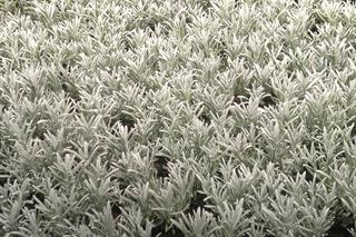 Lawenda wąskolistna 'Silver Mist'= Lawenda lekarska 'Silver Mist' - Lavandula angustifolia 'Silver Mist'