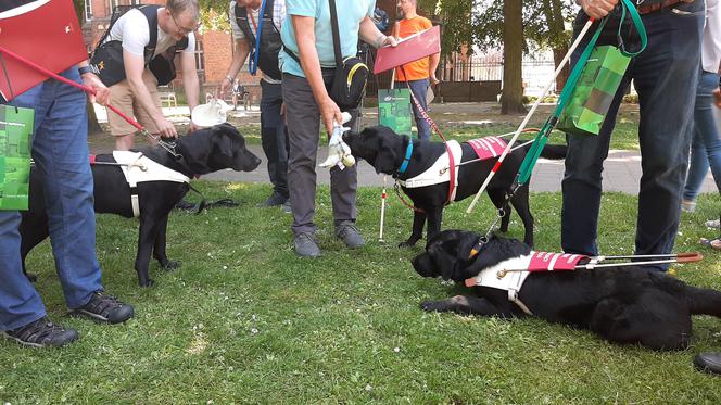 W Poznaniu znają się na szkoleniu psów przewodników! Jak wygląda ten proces?