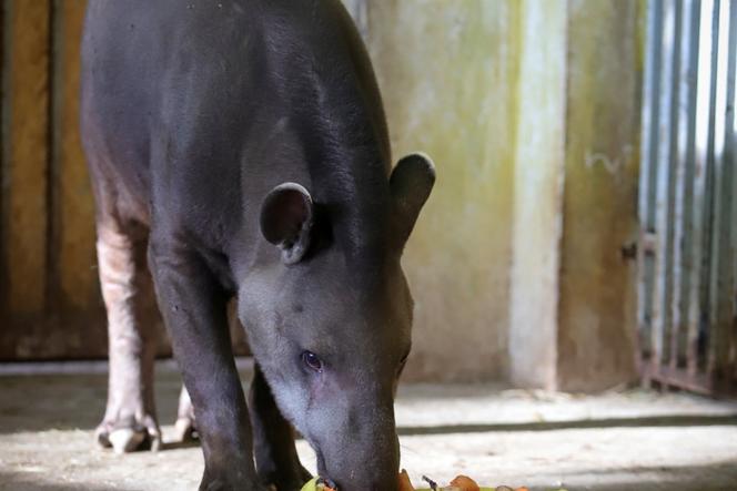 Tapir z łódzkiego ZOO obchodzi swoją 19-tkę 