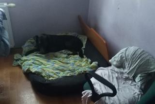 Bydgoszczanka trzymała w mieszkaniu 14 psów i 8 kotów! Zwierzęta żyły w tragicznych warunkach! [ZDJĘCIA] 