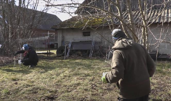 Rolnicy. Podlasie. Gienek i Sławek bielą drzewka. "Idzie jak krew z nosa"