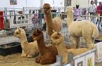 ZooPark ponownie przyciągnął do Targów Lublin tłumy miłośników zwierząt