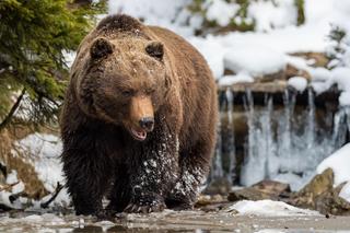 Jak wygląda świat z perspektywy niedźwiedzia? TPN opublikowało wyjątkowe nagranie [WIDEO]