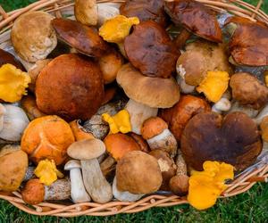 Susz grzyby jak profesjonalista – bez piekarnika i bez sznurka. Sprawdź nowy trik, który zmieni twoje podejście