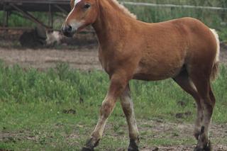 Serce pana Franciszka nie wytrzymało, gdy jego klacz padła na ziemię. Finał historii wyciska łzy