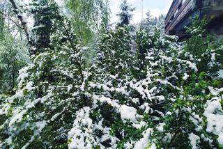 Powrót zimy w Małopolsce? W maju spadł śnieg!