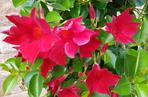 Mandewilla/Dipladenia