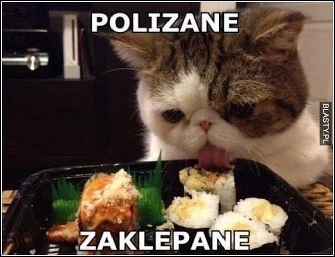 Chcesz poprawić sobie humor? Te memy ze zwierzętami rozbawią cię do łez!