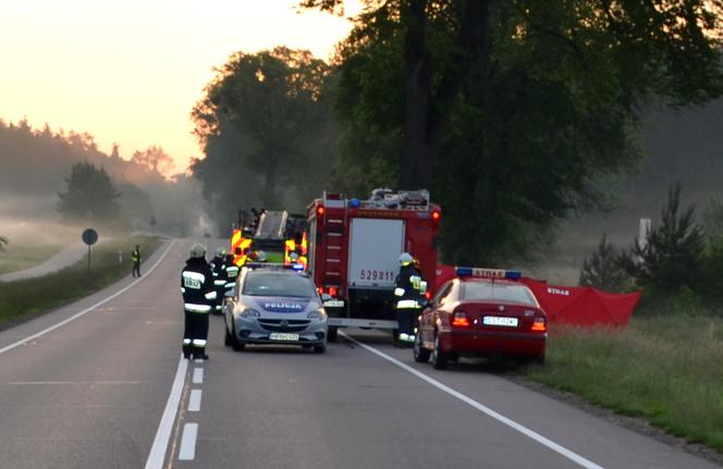 Tragiczny wypadek na DK 22. BMW uderzyło w drzewo. Kierowca chciał uniknąć zderzenia z sarną. Zginął 29-latek [ZDJĘCIA]