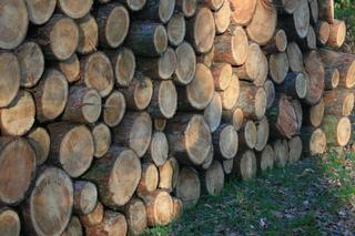 Przez brak węgla rośnie cena drewna! Ile teraz kosztuje drewno?