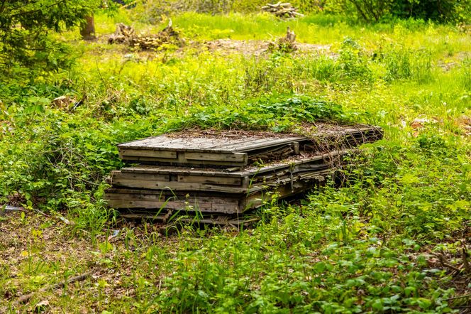 Domki fińskie na Polu Mokotowskim w trakcie odbudowy