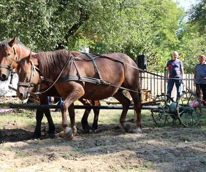 W skansenie w Lublinie pokazali, jak dawniej wyglądały wykopki kartoflane