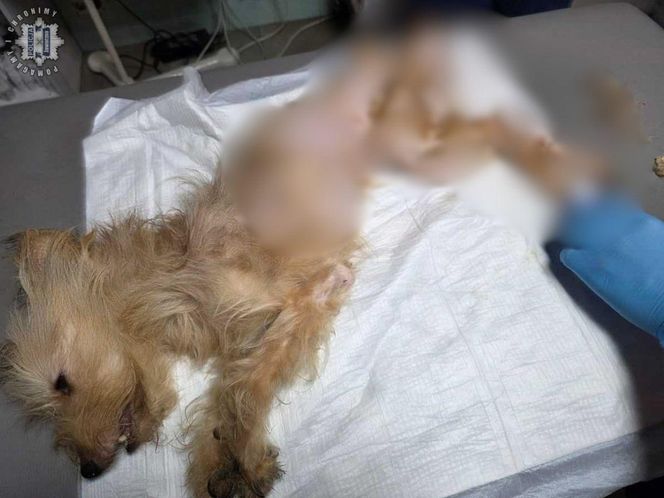 Policjanci odebrali 8 skrajnie zaniedbanych psów nieodpowiedzialnej właścicielce