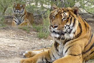 Tygrysy zaczynają psychoterapię w raju