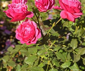 Róża wielokwiatowa 'Kaffe Fassett Rose®'