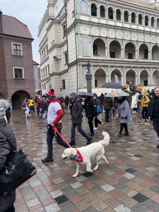 Golden Retriever WOŚP w Poznaniu