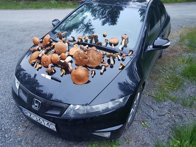 Grzybobranie na Podkarpaciu: Zdjęcia Czytelników