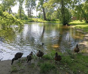 Parki podworskie w powiecie gdańskim