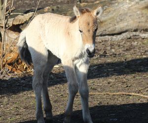  Warszawskie zoo ma nowego mieszkańca. To trzecie dziecko Primy i Larsa