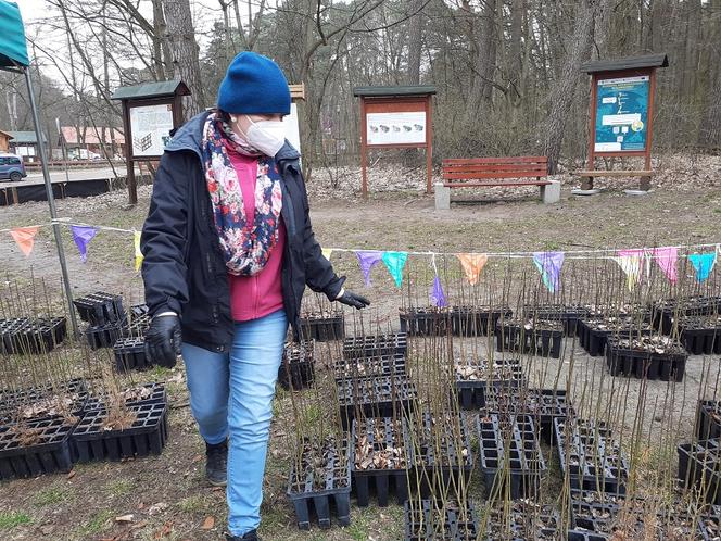 Drzewka i rekreacja na Barbarce