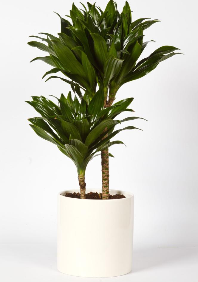 Dracena deremeńska