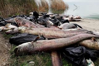 Tysiące martwych ryb na brzegu jeziora pod Legnicą! Zabiła je susza? [ZDJĘCIA]