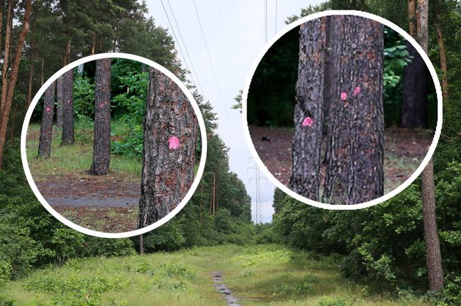 Wytną drzewa żeby zrobić Park Aktywności Rodzinnej. Mieszkańcy Wawra wściekli