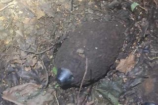 Pociski i granaty zamiast grzybów. Saperzy interweniowali podczas grzybobrania