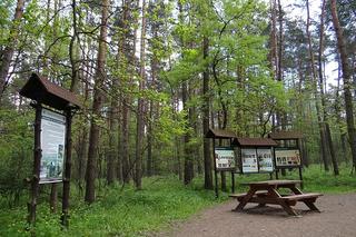 Niepołomice i Puszcza Niepołomicka - idealny sposób na weekend blisko Krakowa. Zwiedzaj z Wędrownymi Motylami!