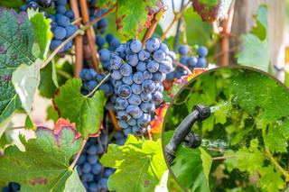 Czym pryskać winogrona, by ochronić je przed chorobami i szkodnikami? 