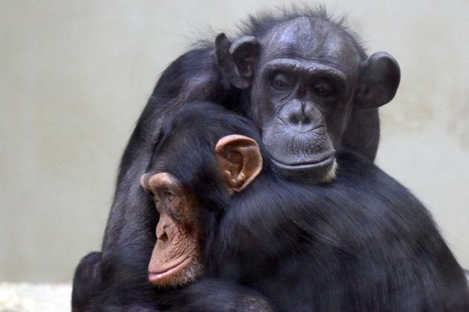 Żałoba w gdańskim ZOO odeszła szympansica Kasia