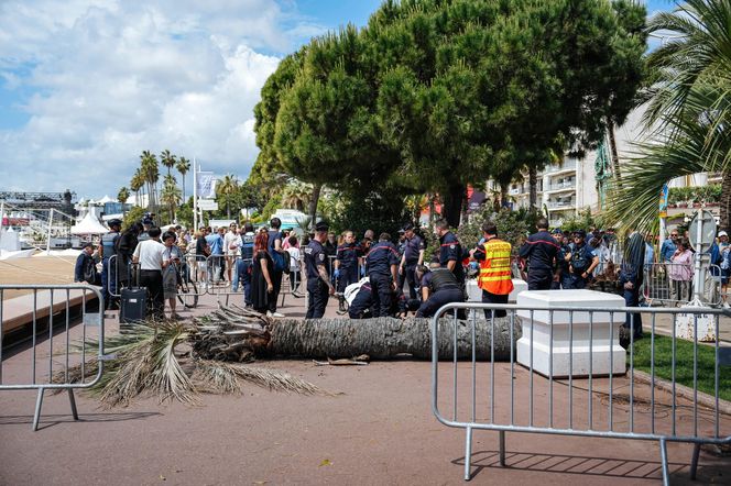 Dramat na festiwalu w Cannes! Producent uderzony przez palmę trafił do szpitala 