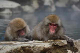 Makaki japońskie pojawią się w krakowski zoo